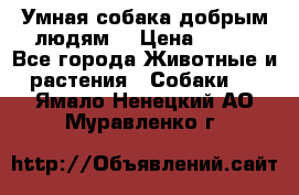 Умная собака добрым людям. › Цена ­ 100 - Все города Животные и растения » Собаки   . Ямало-Ненецкий АО,Муравленко г.